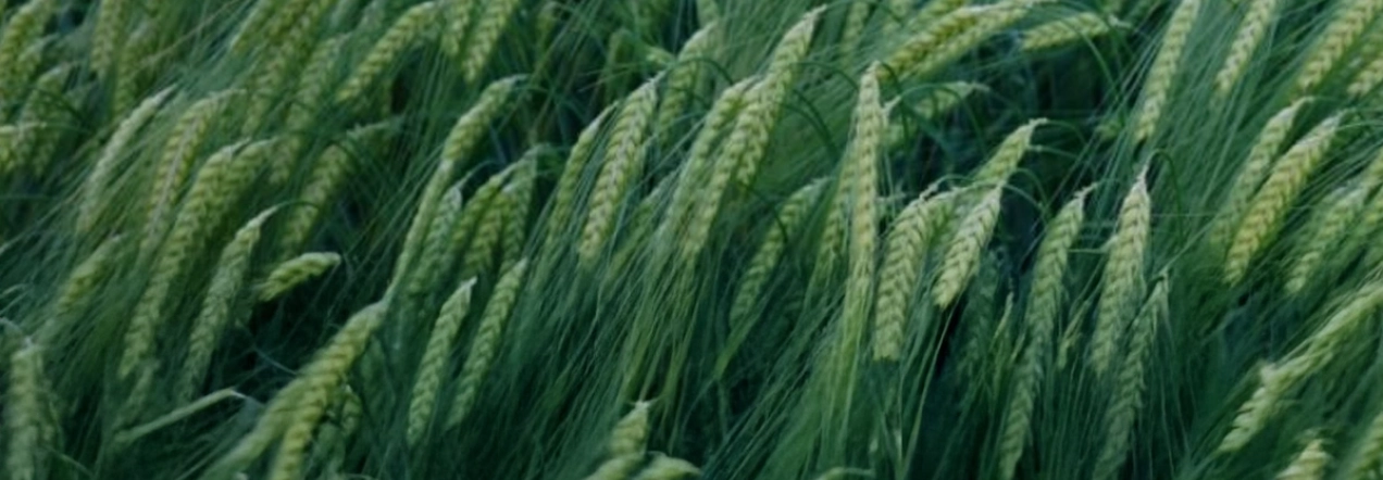 LG Diablo vasarinių miežių laukas – aukštas derlingumas ir stabilumas ūkyje