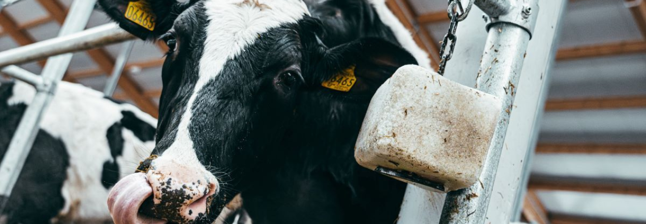 Radviliškyje, Bebrujų kaime, pradeda veiklą „Agrokoncerno grupės“ didžiausias ir moderniausias karvių fermų kompleksas Europoje.