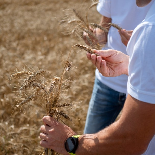 Nepriklausomų agronomų paslauga 2
