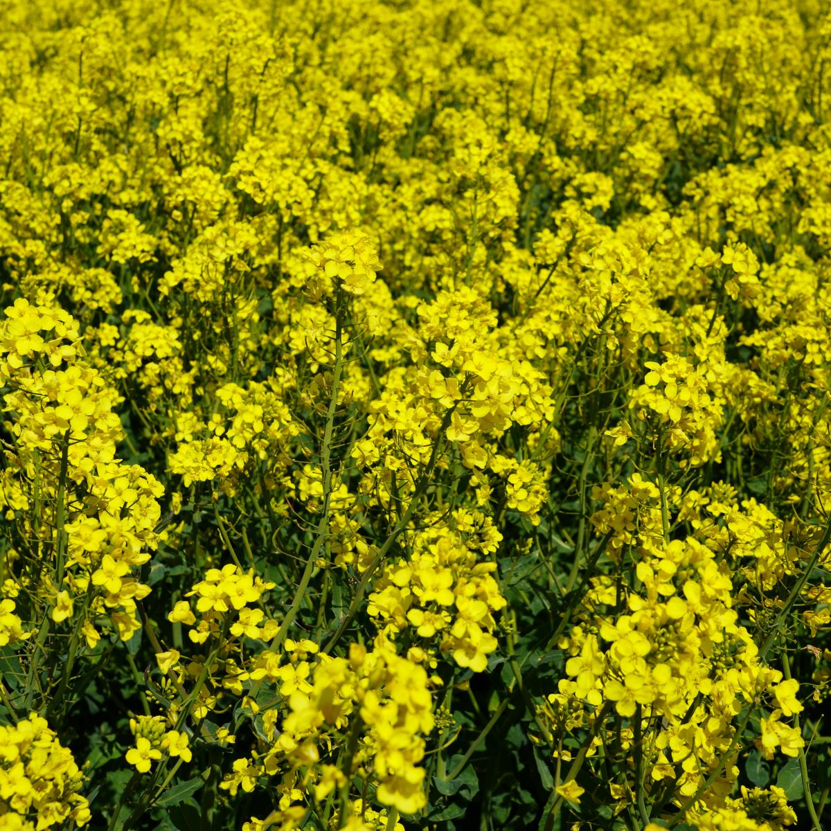 Žieminiai hibridiniai rapsai DK EXBURY (Scenic Gold) | UAB Agrokoncernas
