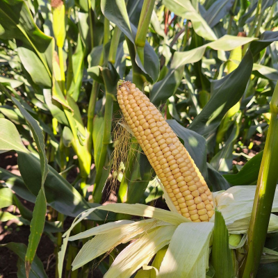 Kukurūzai DKC3218 (FAO 220-230) beic. Redigo M 2