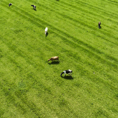 Pašarinių žolių mišinys TOPGRAZE, 15 kg 1