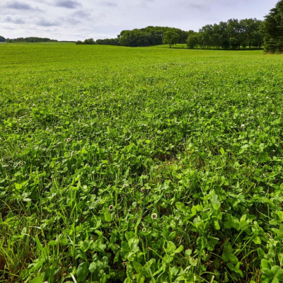 Pašarinių žolių mišinys TOPGRAZE, 15 kg 2