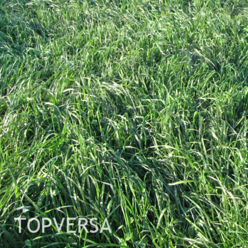 Pašarinių žolių mišinys TOPVERSA (15)